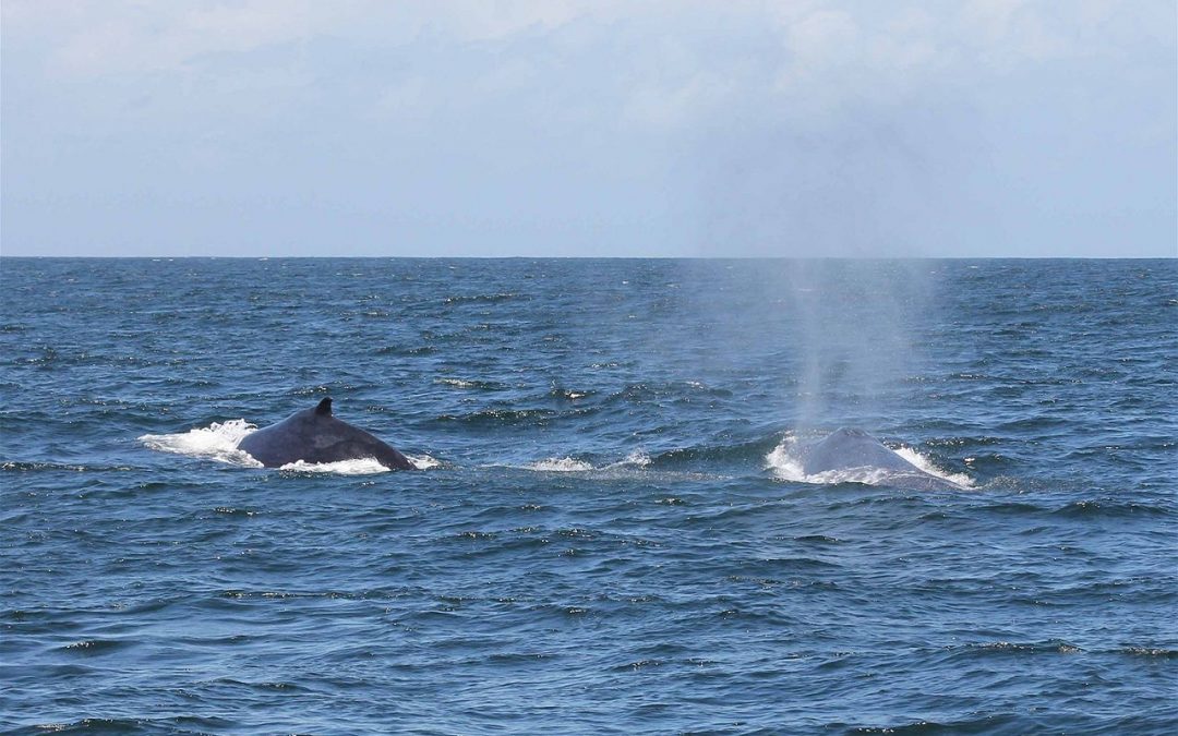 Whale Watching at Cabarita Beach