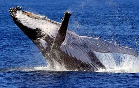 Whale Watching Cabarita Beach NSW