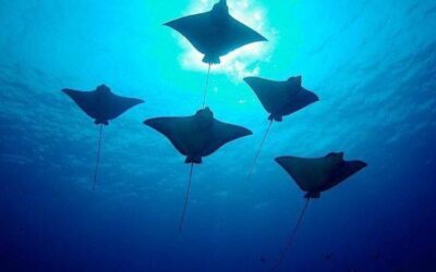 Have An Unforgettable Experience at the Cook Island Marine Reserve!