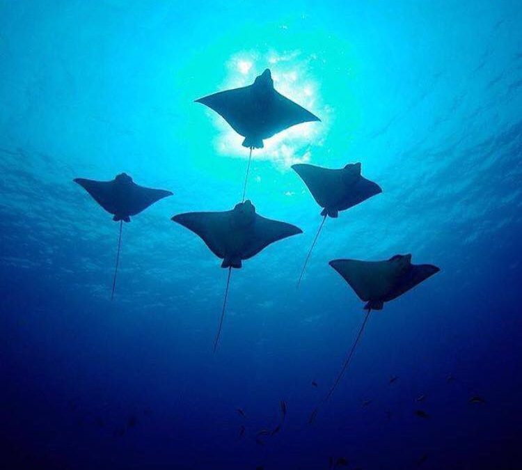 Cook Island Aquatic Reserve