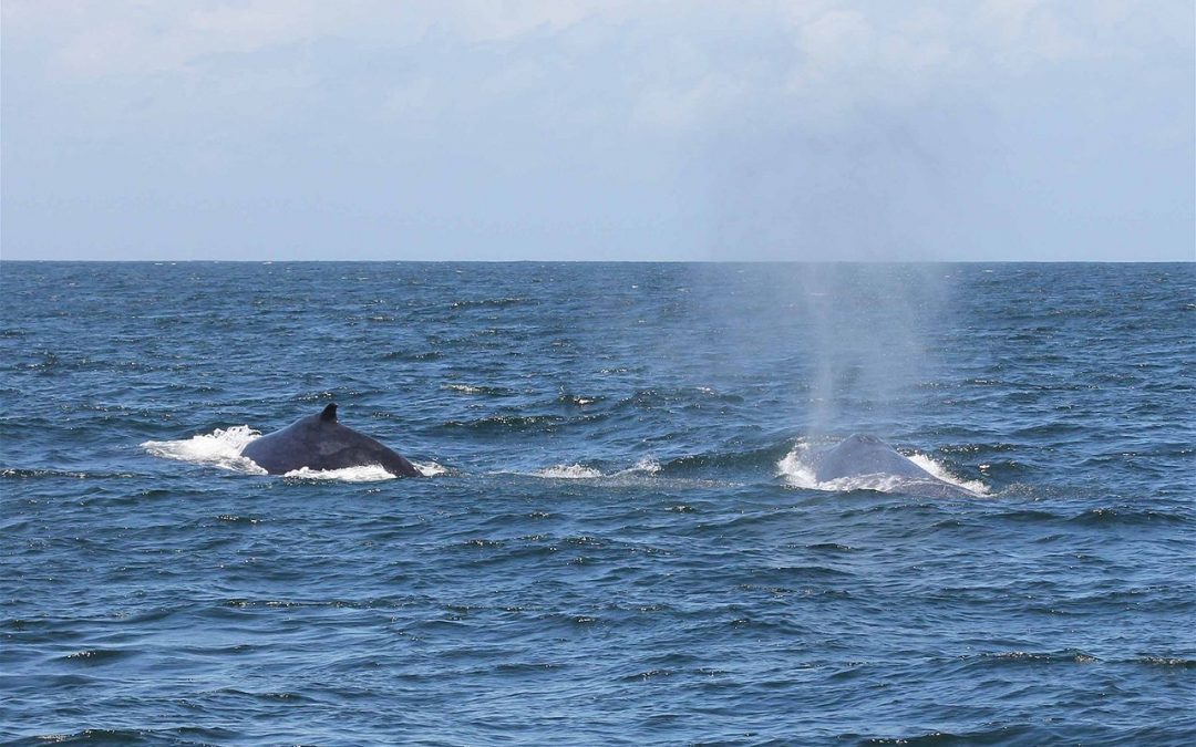 See Migrating Humpback Whales on the Tweed Coast This Winter