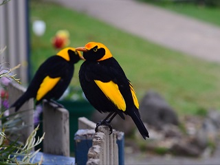 Join In O’Reilly’s Annual Bird Week at The Beach Cabarita