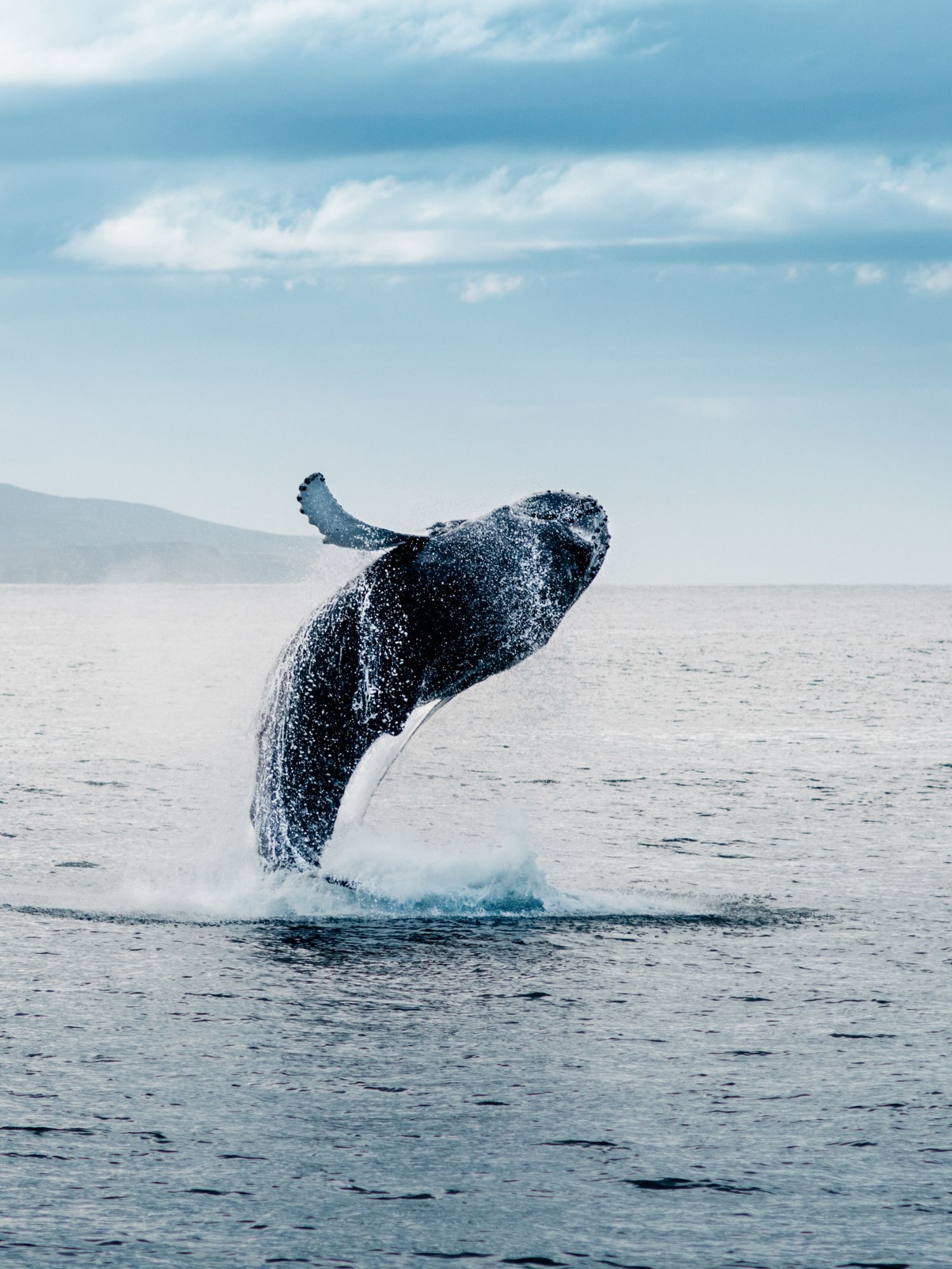 Whale Watching Cabarita Beach NSW - Cabarita Beach offers a front-row seat to witness the spectacular annual migration of humpback whales.