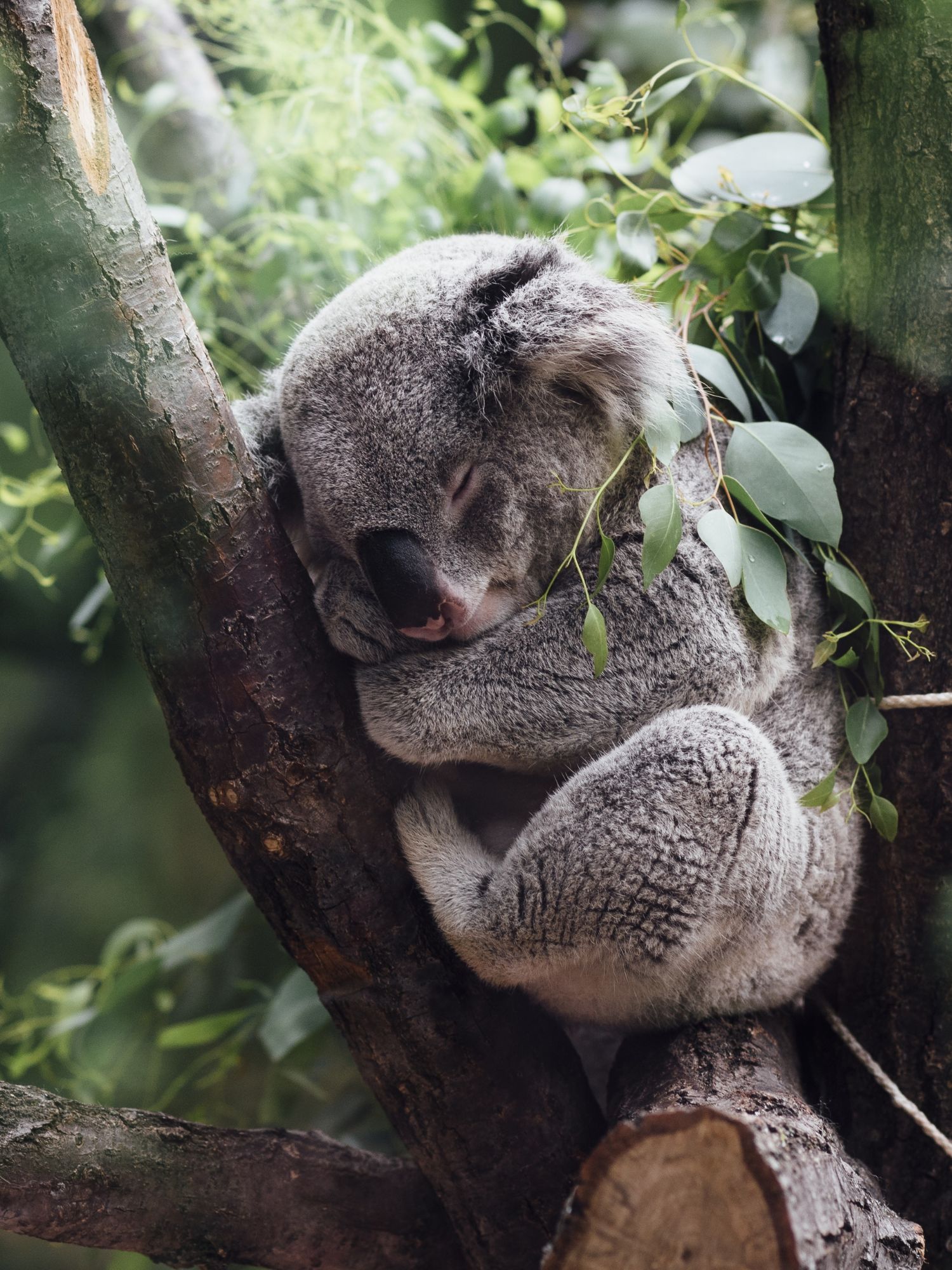 Cabarita Beach - Immerse yourself in the natural wonderland of Cudgen Nature Reserve