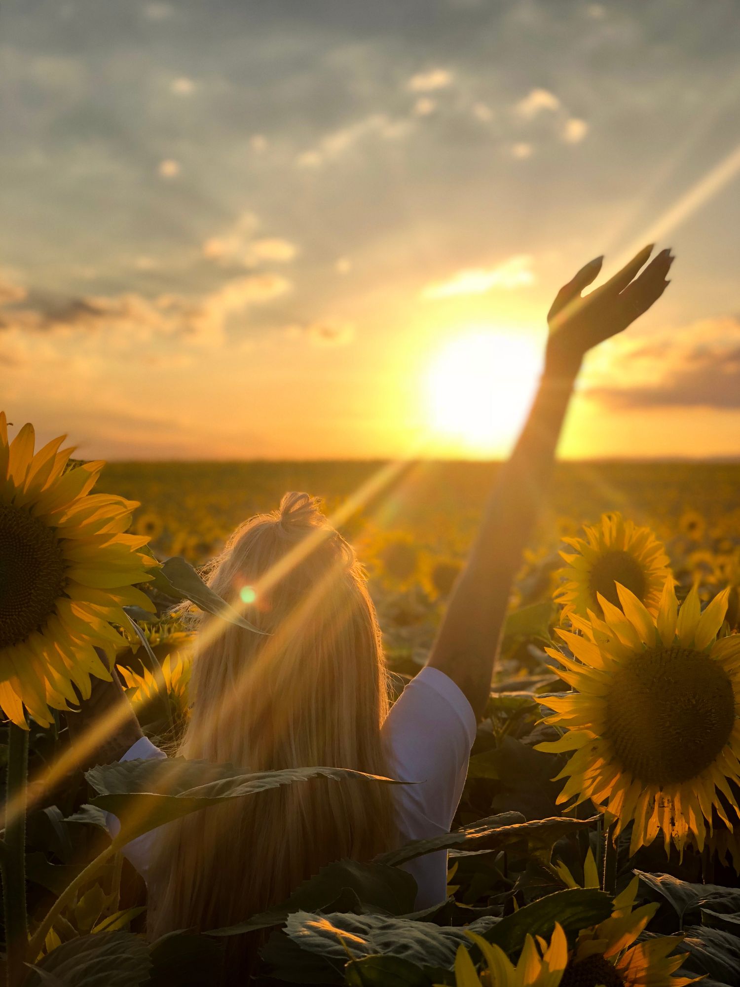 Farm & Co Pick Your Own Sunflowers The Beach Cabarita - Farm & Co Pick Your Own Sunflowers