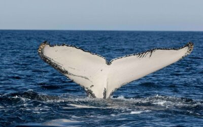 See the Giants of the Ocean: Whale Watching in NSW Now