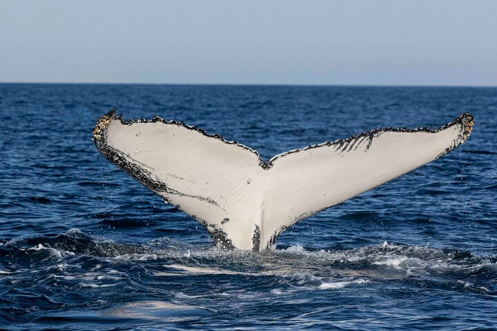 Close-up of a humpback whale’s tail above the water during migration—an unforgettable moment while whale watching in NSW near Fingal Head.