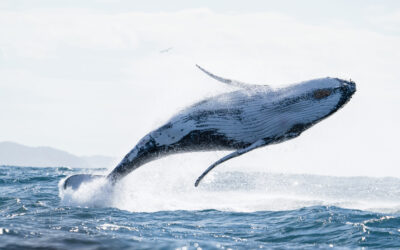 Whale watching from Norries Headland: a land-based migration guide